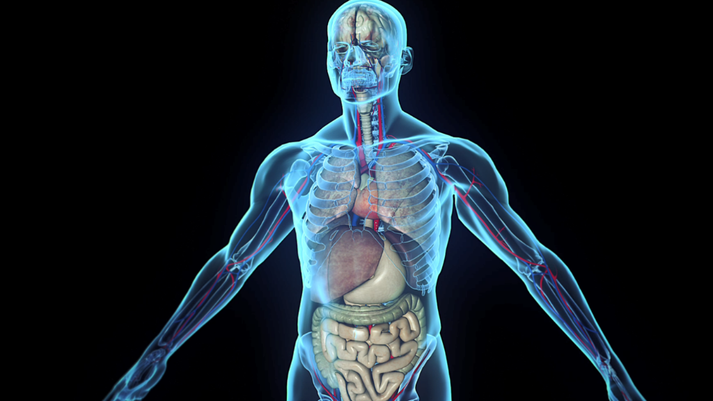 High Tech Podcast #8: Hebben we straks allemaal een digital twin van ons lichaam?